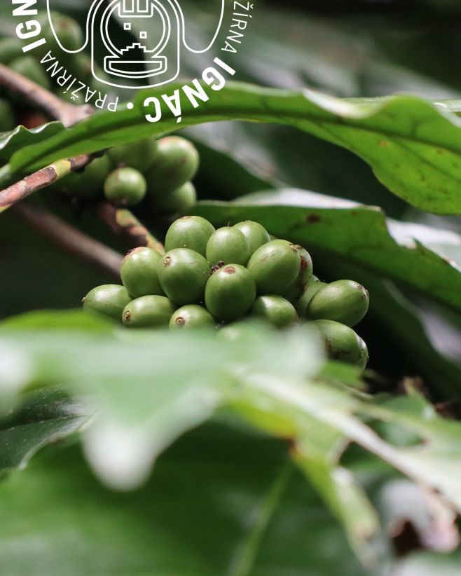 🌿 Kdo by doma nechtěl vypěstovat rostlinu, ze které si může připravit svůj oblíbený nápoj? ☕ Kávovník arabský je skvělý...